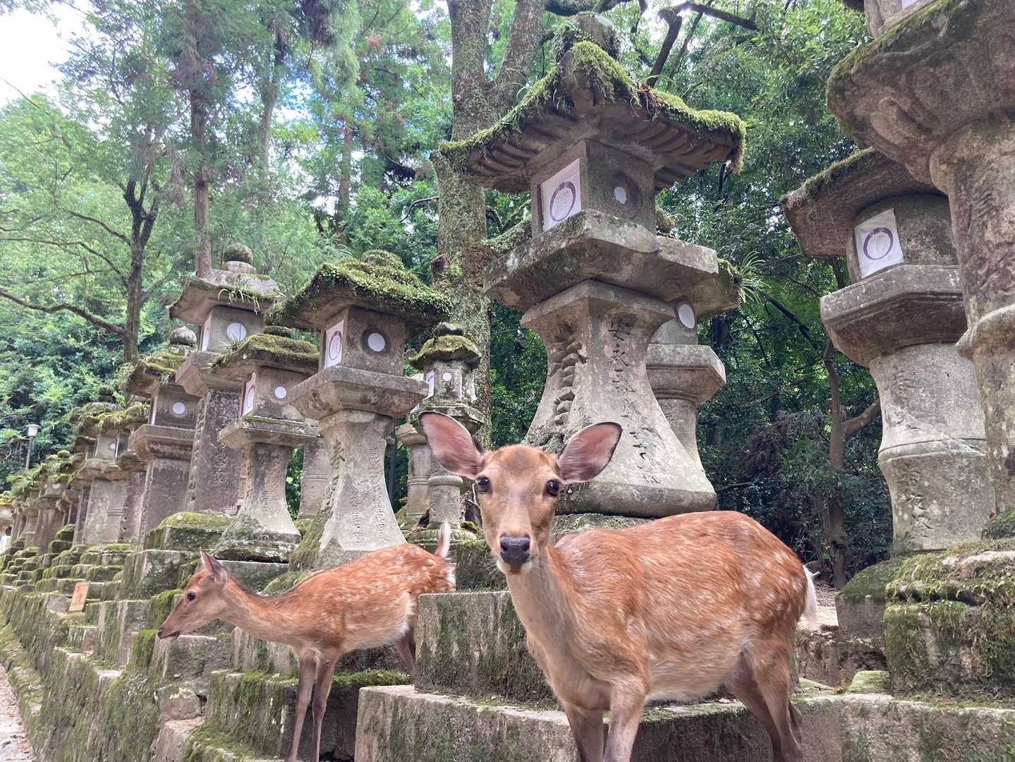 若草山麓バス停-春日大社 周回コースの写真
