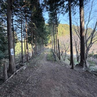 歩きやすい快適な登山道が続きます