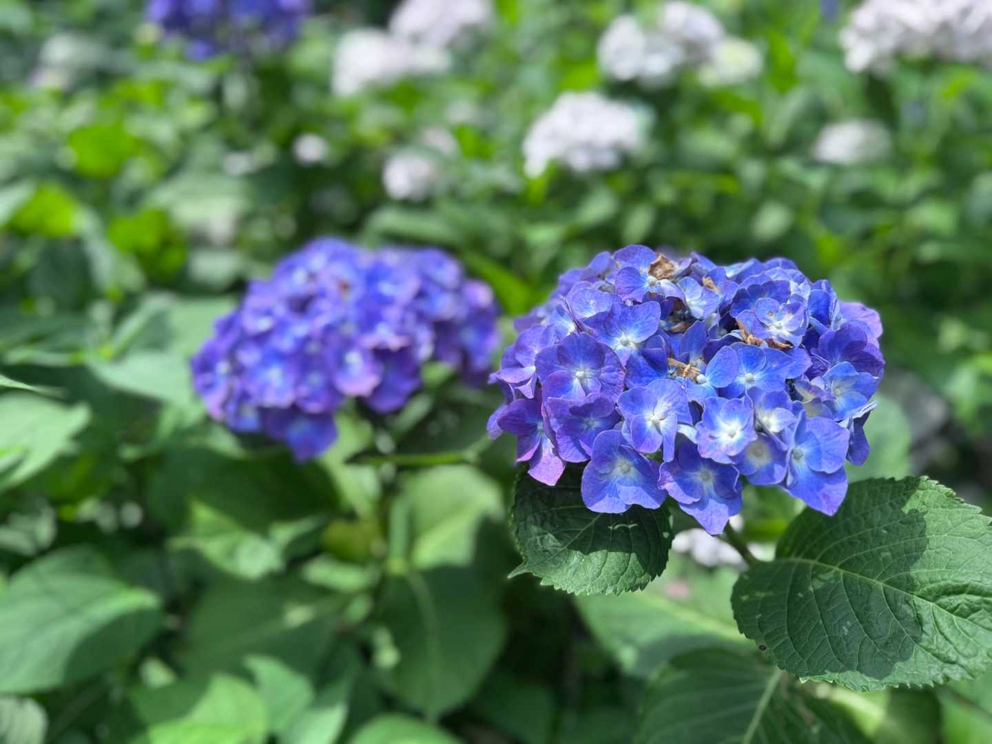 太平山表参道入口-太平山 往復コースの写真