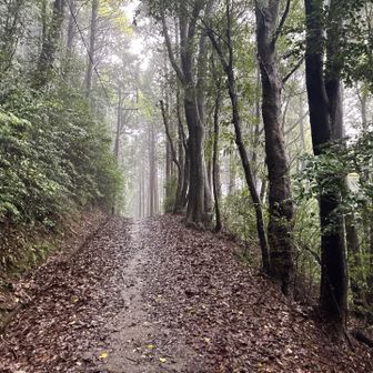 雨が早めに上がってくれると予想しましたが、期待薄な感じになってます。