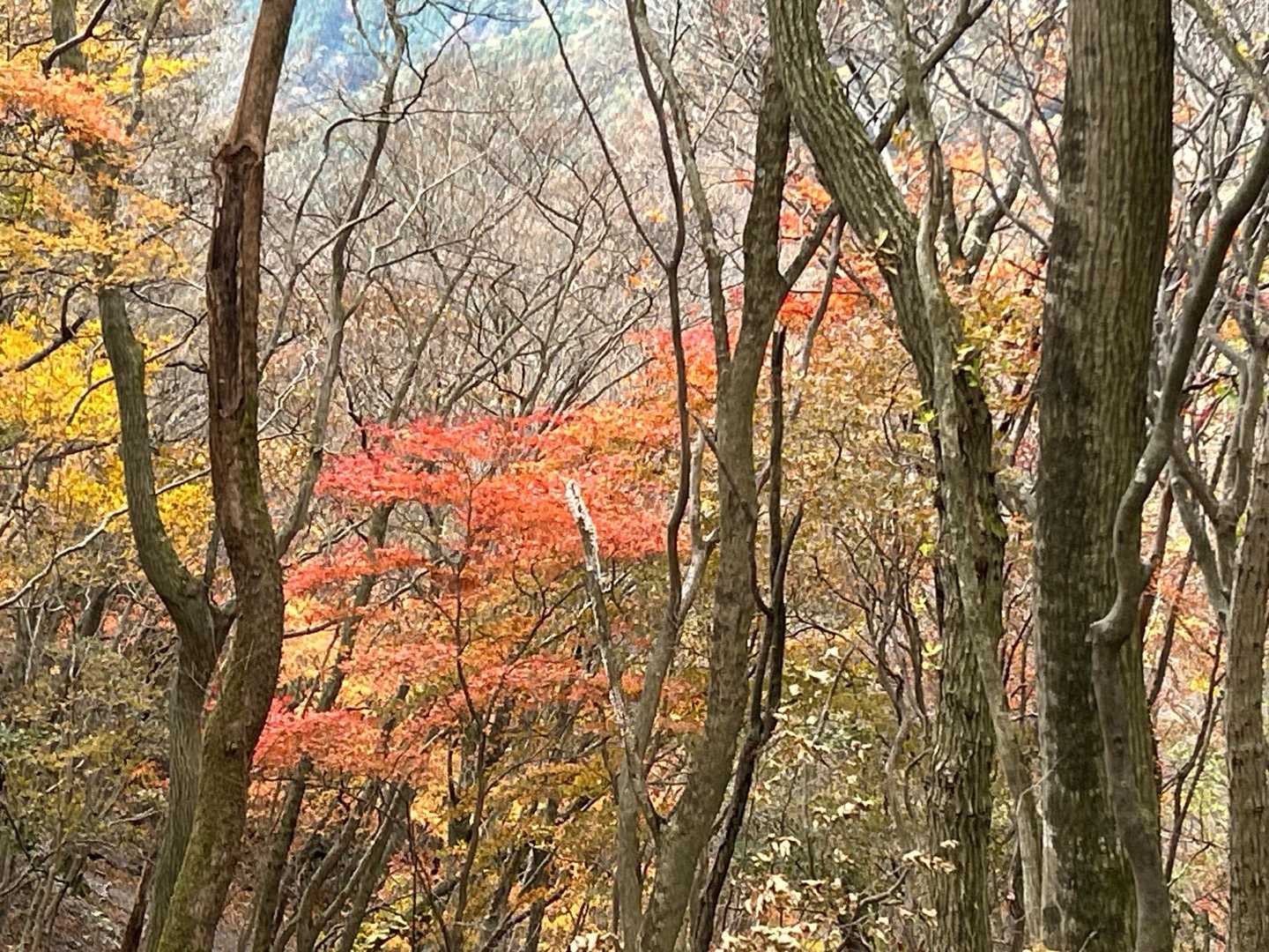 紅葉🍁綺麗🤩