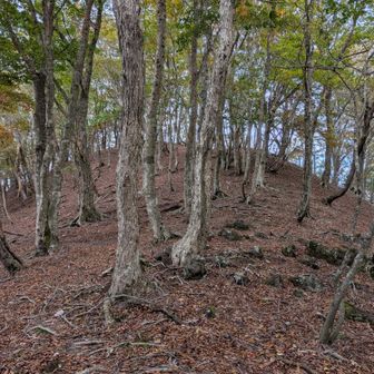 山頂が見えてきて…