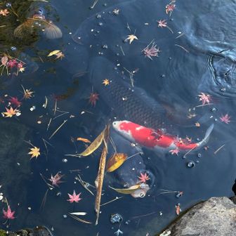 錦鯉と水面に浮かぶ落ち葉が綺麗🍁