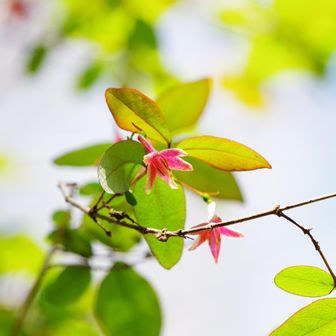 上を見上げるとウグイスカグラ