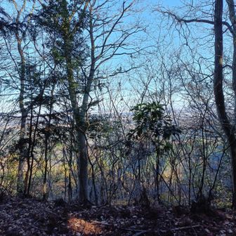 木の向こうに、都心方面の大展望が広がってました。枝を払うと、スゴイ展望広場になることでしょう！