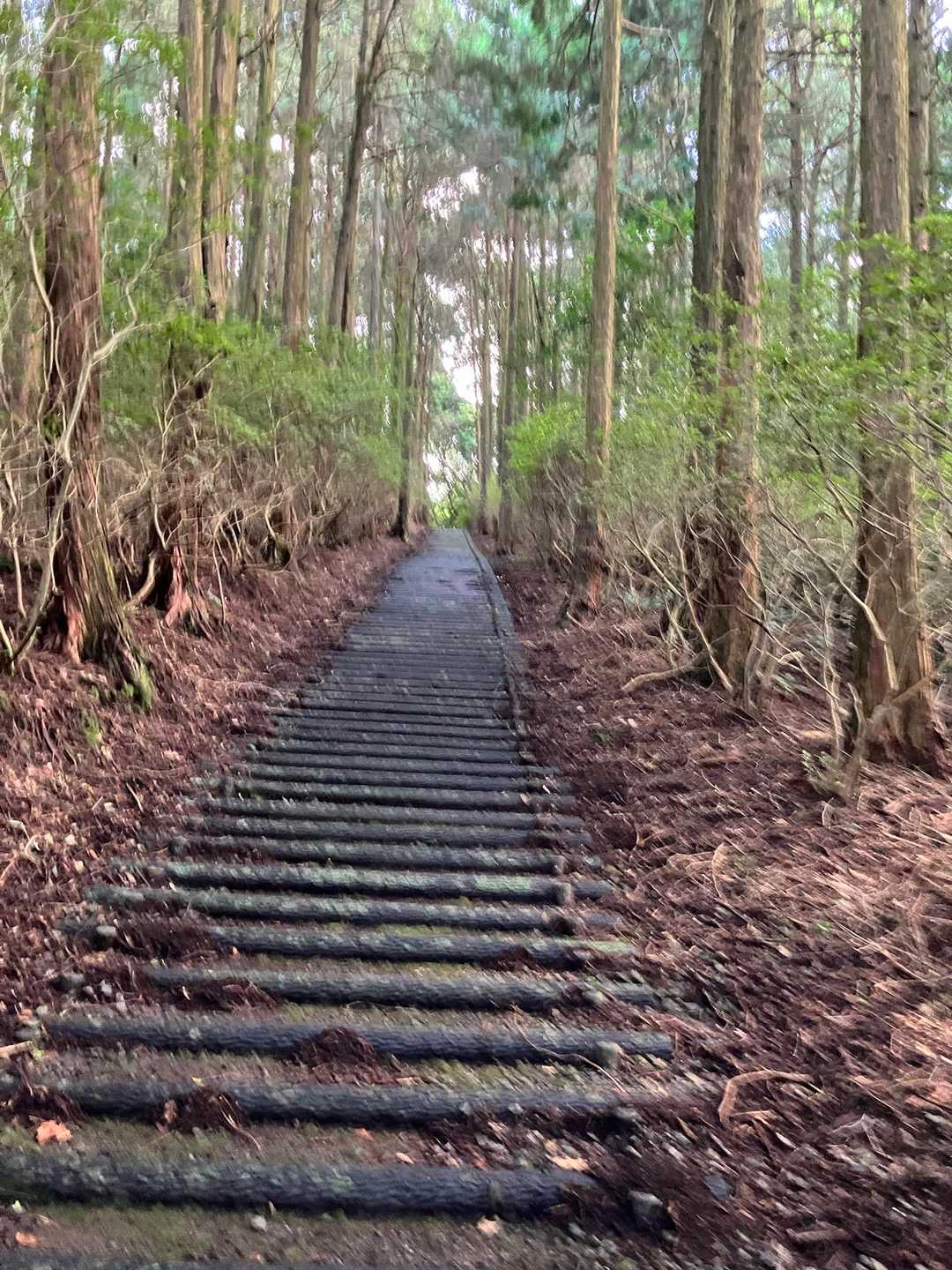 舞岳 往復コースの写真