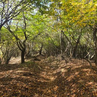 次は平尾山へ。
気持ちいい道