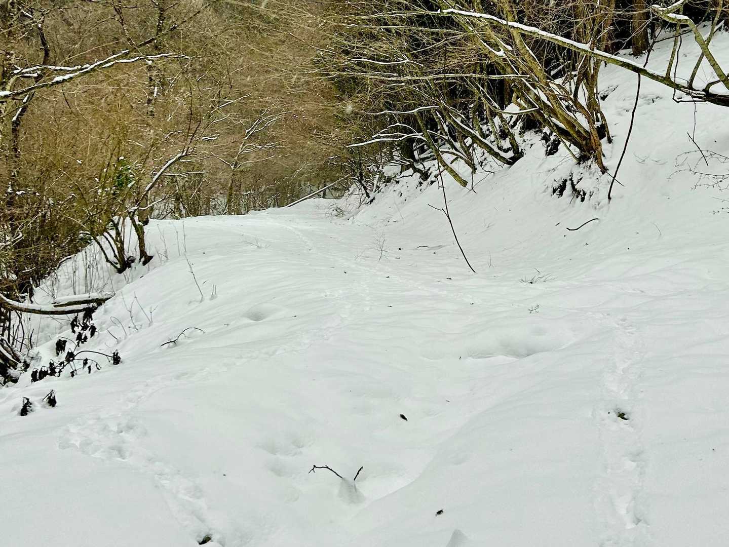 登山道は…
うさぎさん🐇鹿さん🦌イノシシさん🐗の足跡のみ