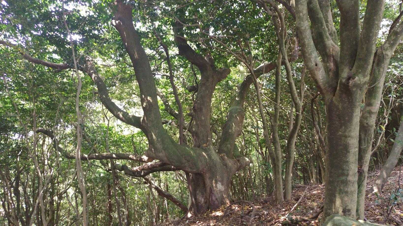目を引く大木です