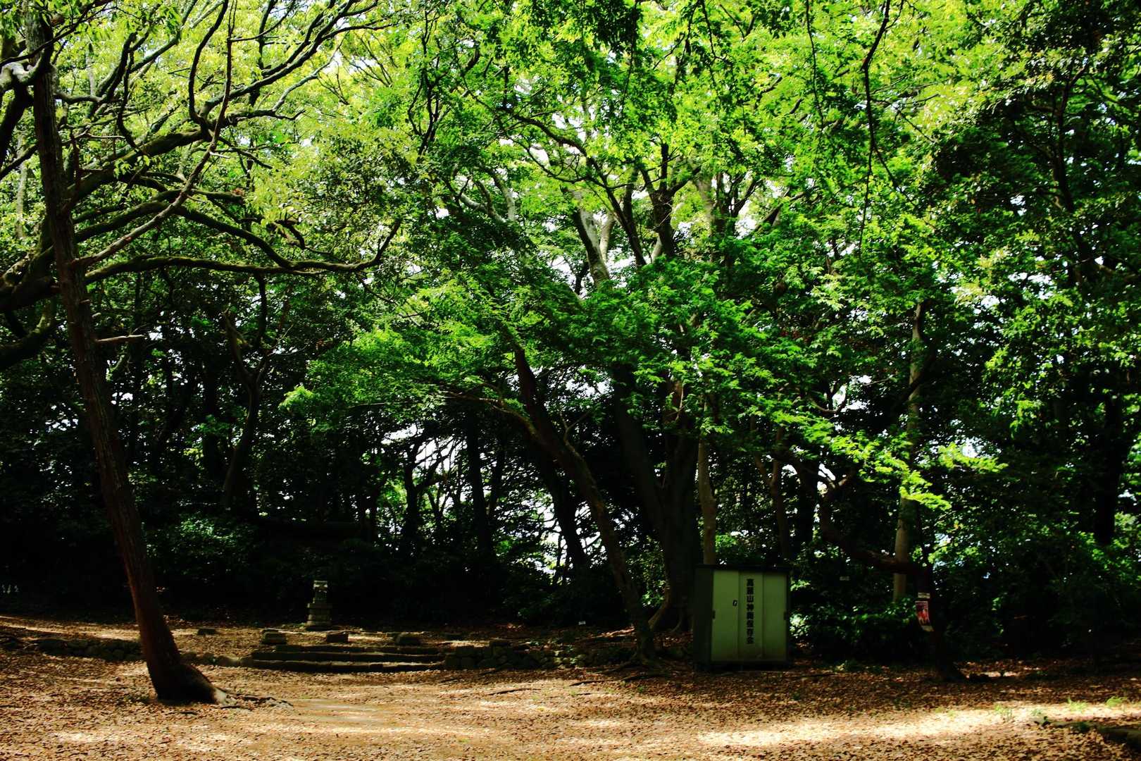 山頂もすっかり初夏の感じですね。