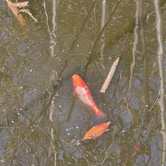 金魚、めちゃくちゃ太ってるし🤣