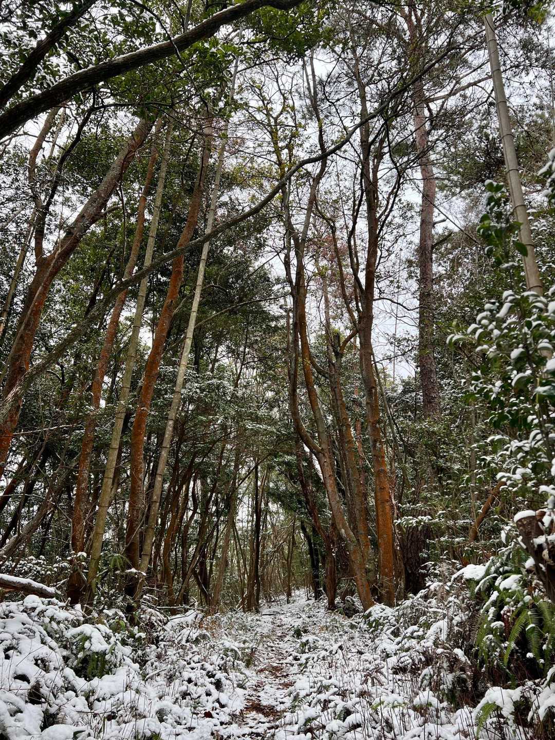 雪もチラチラ❄️気温は0℃でした🥶
スタートした駐車スペースに戻り、さっくり山はお終いです🚗 ³₃

2/9はいよいよ『アレ』を使った登山をするので日記公開をお楽しみに〜💪✨