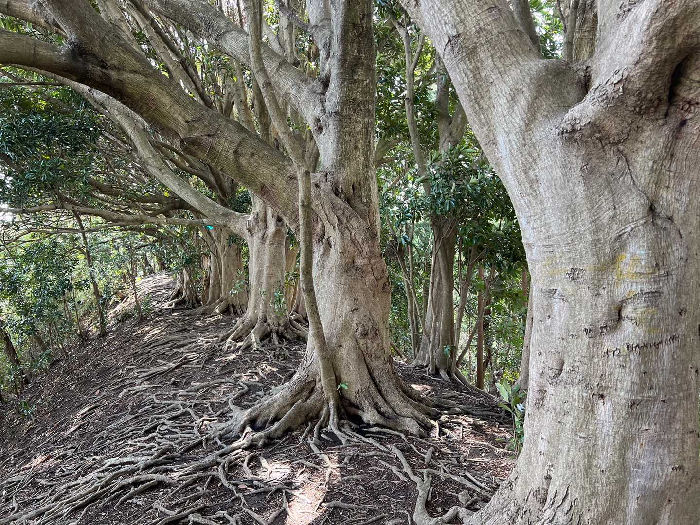 この尾根の左右の村が境界として植えた木。