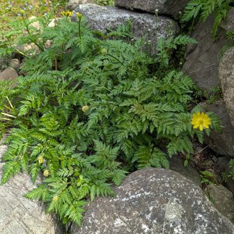 福寿草も見っけ🤓