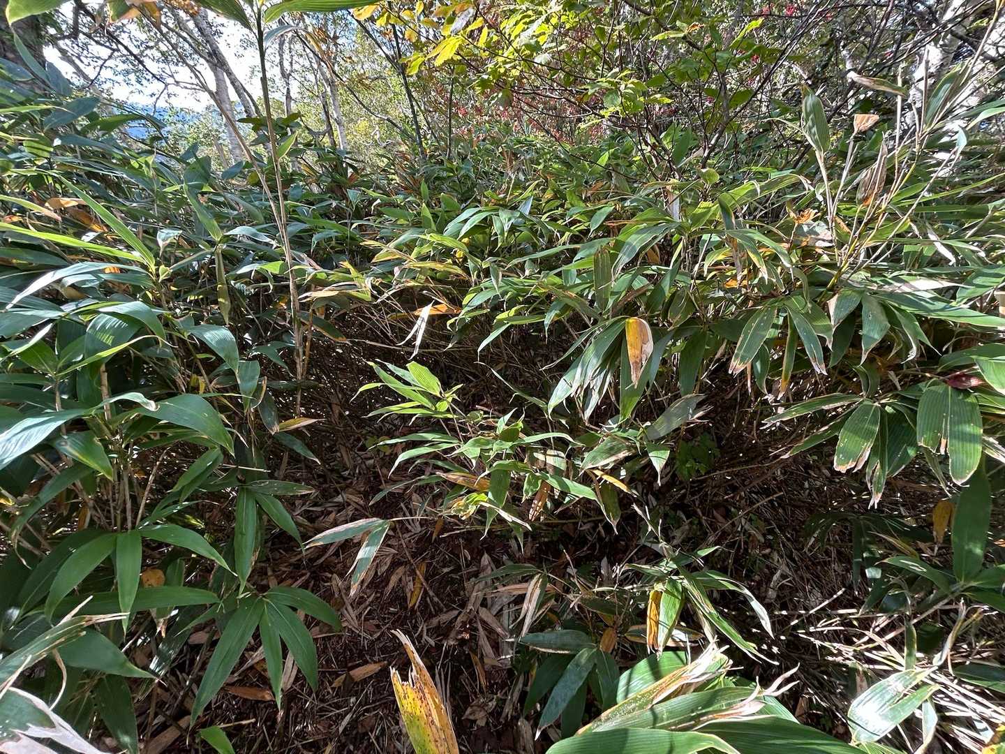 スタンダードな道
かつ急登、ひたすら登り続けます