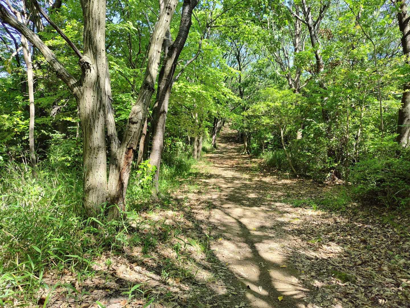 整備された遊歩道です