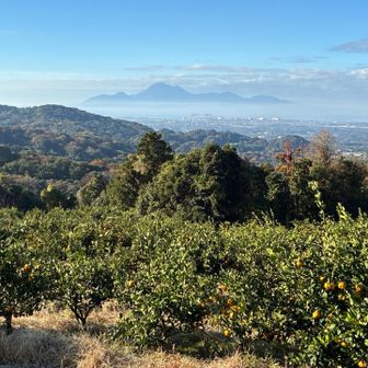 登山口直前のみかん畑と雲仙