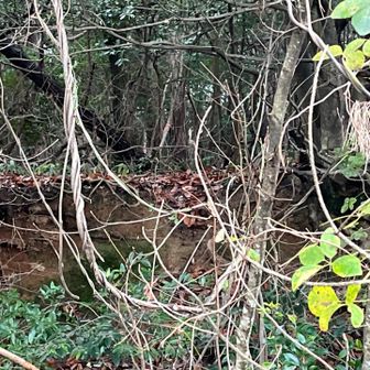 山頂ないなー
と思って右の薮を見たらピンテ発見

ヤバい。
長靴こそ履いてきたものの
上は温泉浴衣👘…
100mルールで流そうか