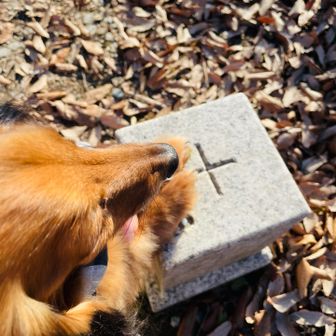 今日は雌岳だけにします🐶