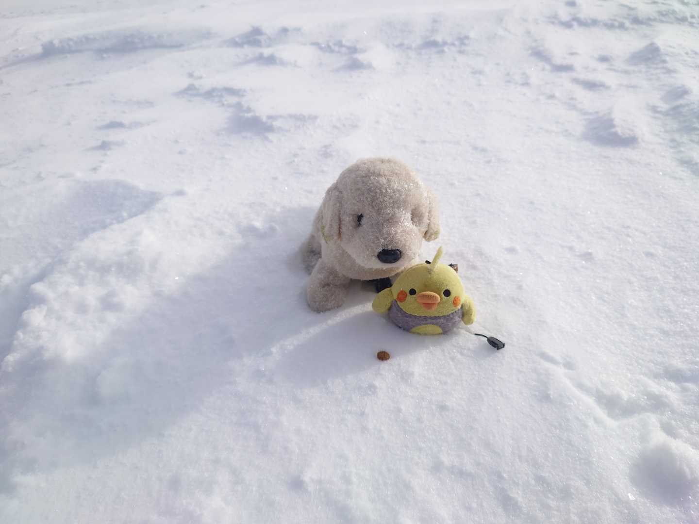 🐤ウサギさんの💩を山頂にするぞ!
汗冷えして直ぐに下山