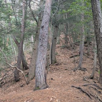 ここからの道とにかく雰囲気良くて好き