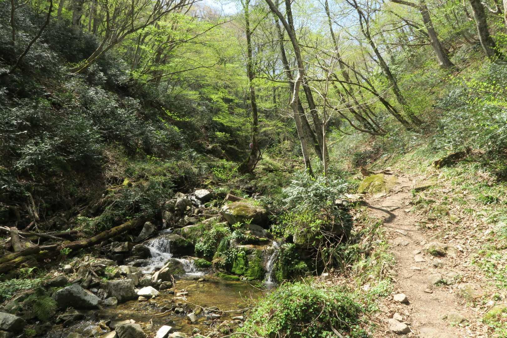気持ちいい🌲