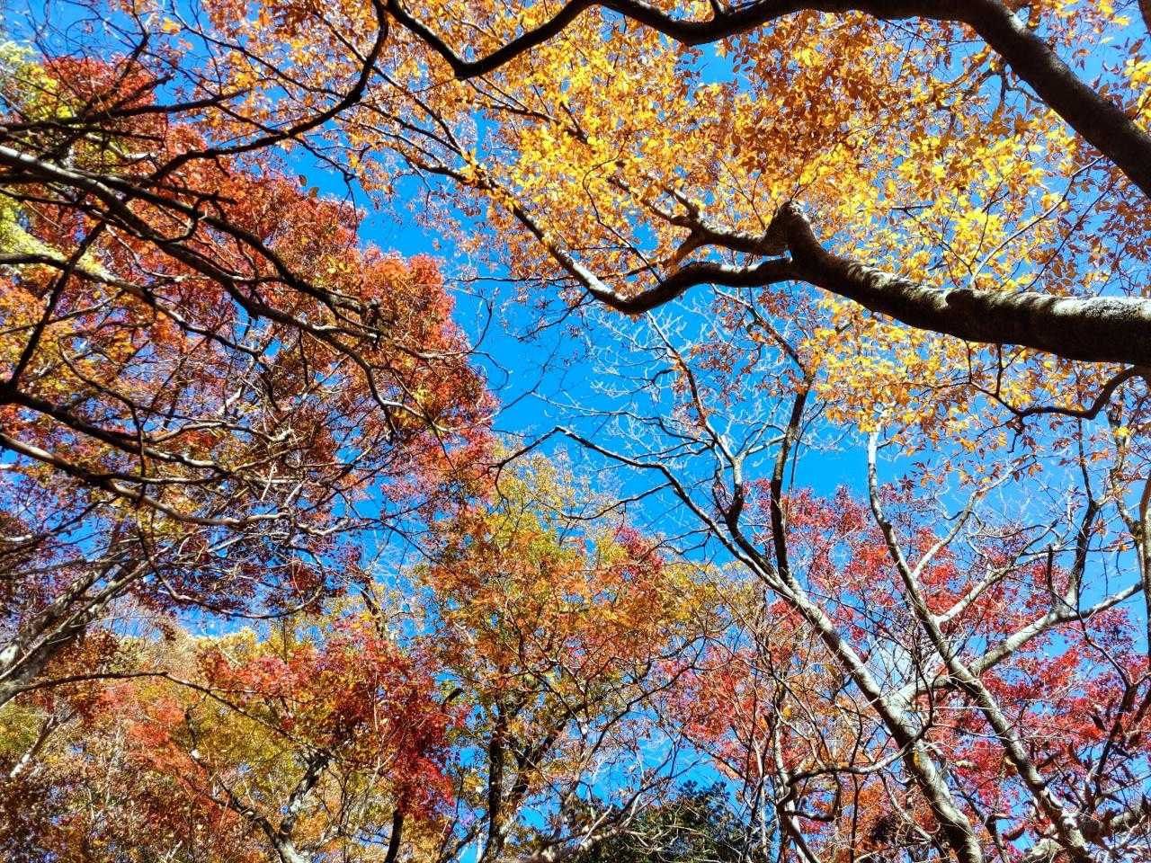 由布登山口バス停-正面登山口-由布岳 周回コースの写真