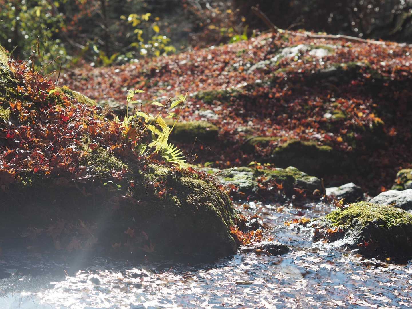 フライトパーク-中津峰山 往復コースの写真