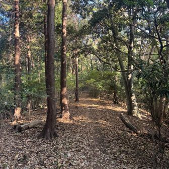 いつの間には杉林になり、道は続く