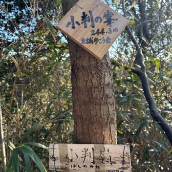 14　小判の峯　お金持ち祈願、かな？
後で調べたらなんとこの「小判山」でYAMAP500座達成❗️何かすればよかった　
この偶然で、大判小判がざっくざく♪ なんて…