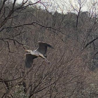 下山したらしらさぎが頭の上を通過する‼️