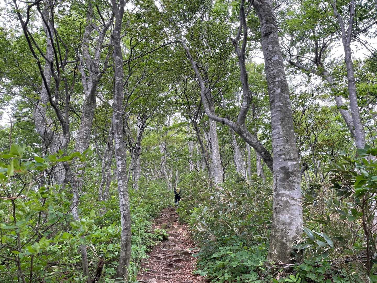 素敵なので立ち止まって見惚れる
（ただの息切れ）