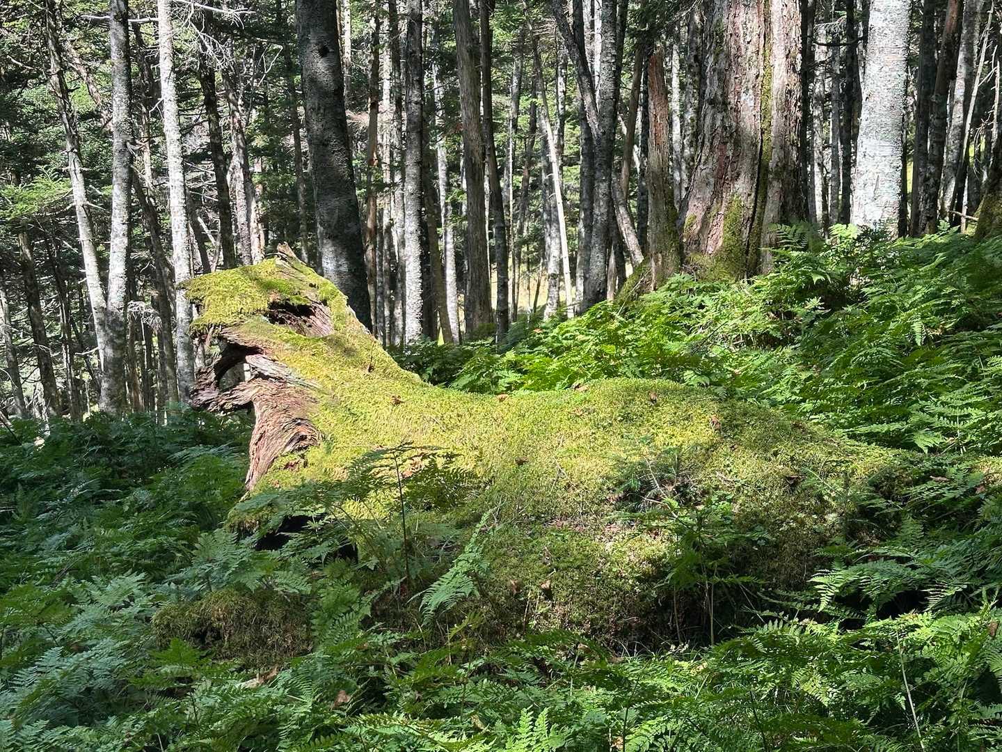チーター🐆みたいな木 と名付けました
