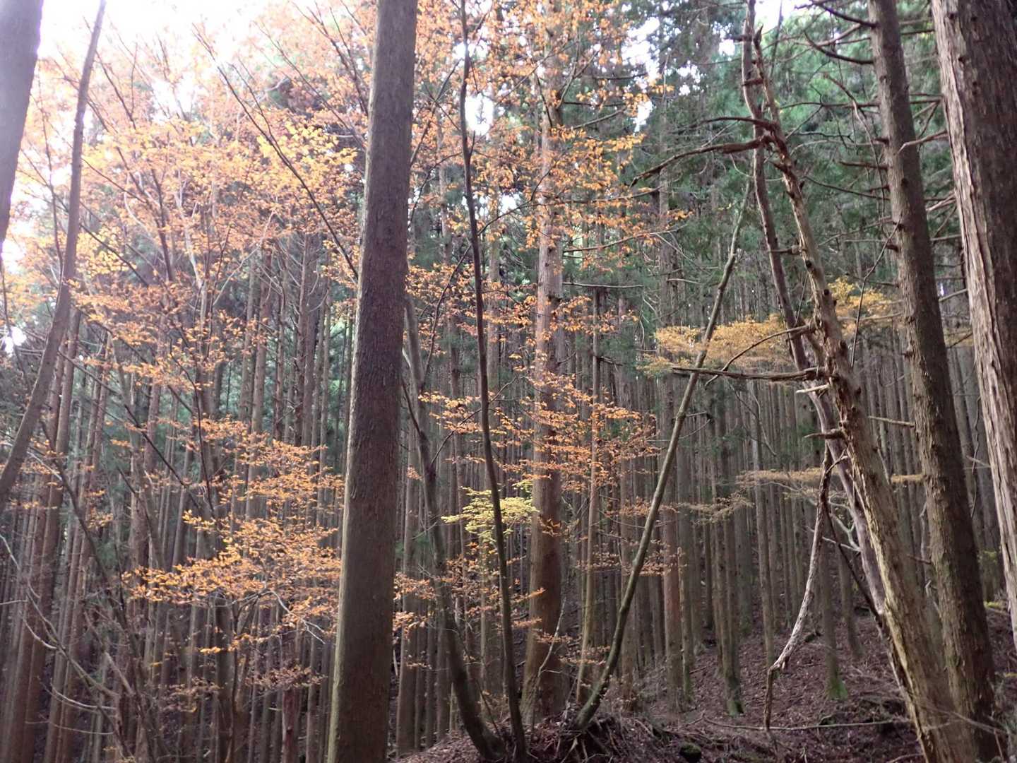 紅葉の残り