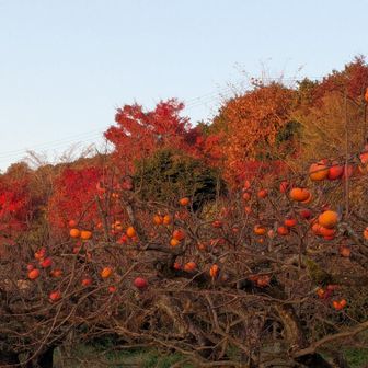 モルゲンロート①
柿の実が熟してます😊