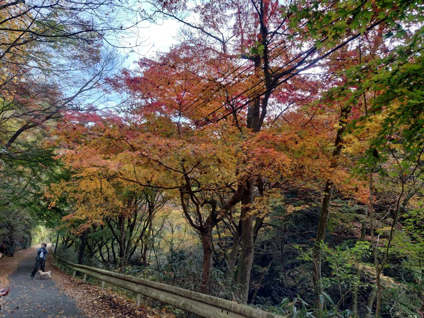 花貫渓谷の紅葉