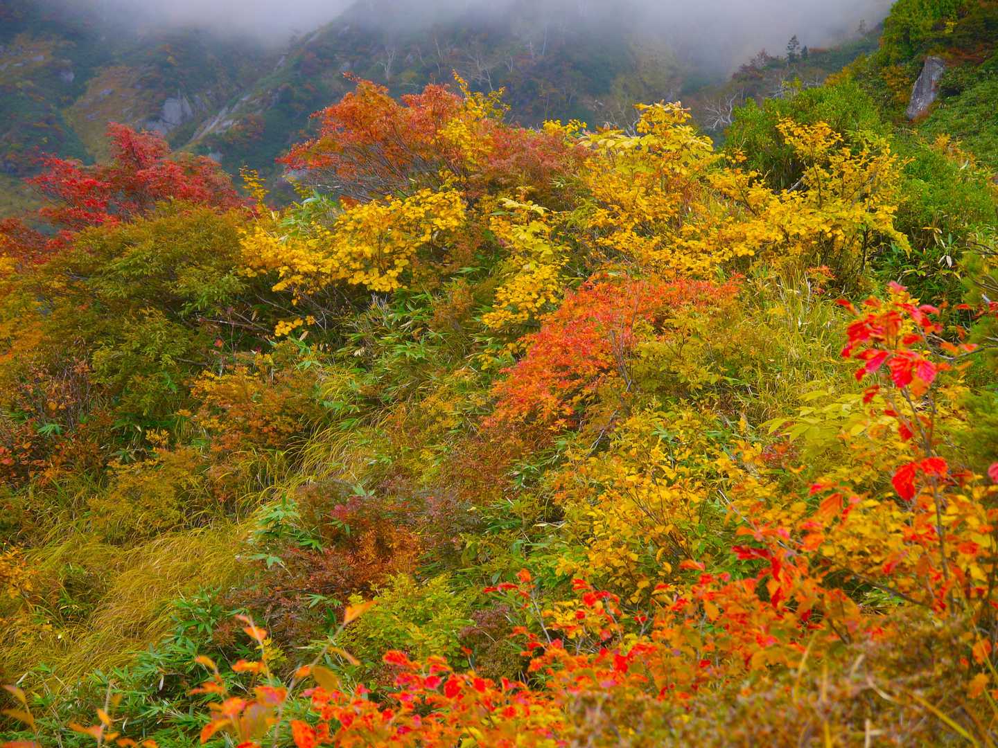 モモアセ山-毛勝山 往復コースの写真