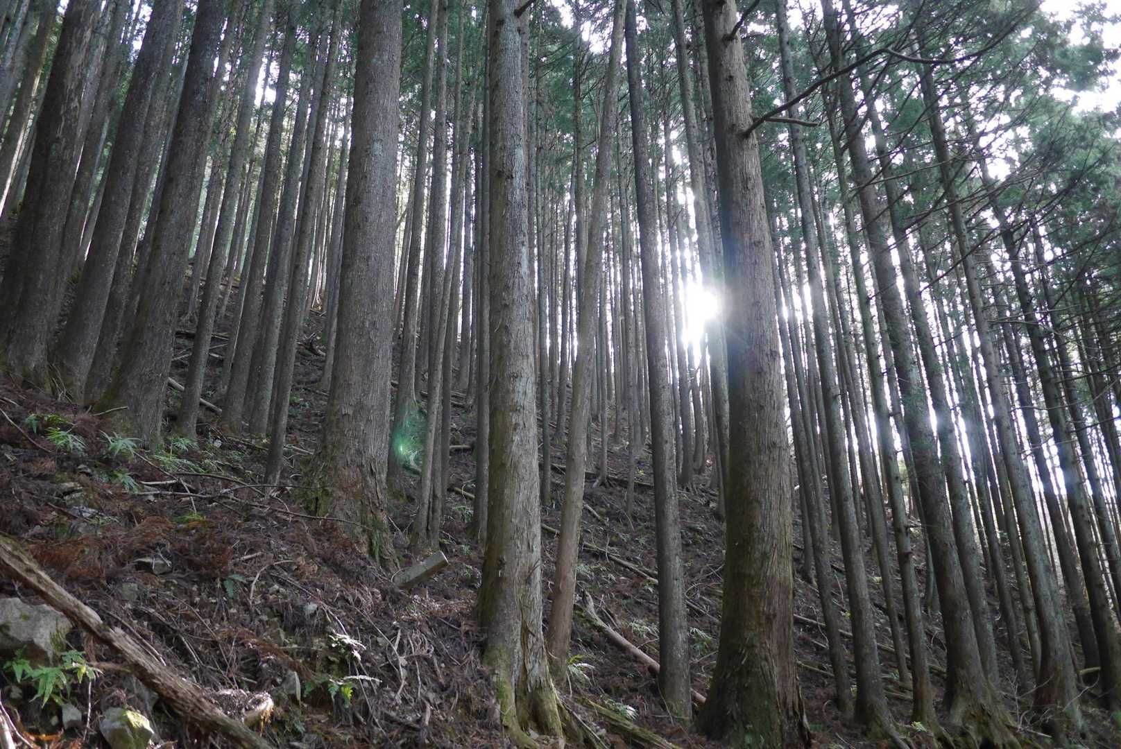 大倉バス停-後沢乗越-鍋割山-小丸 往復コースの写真