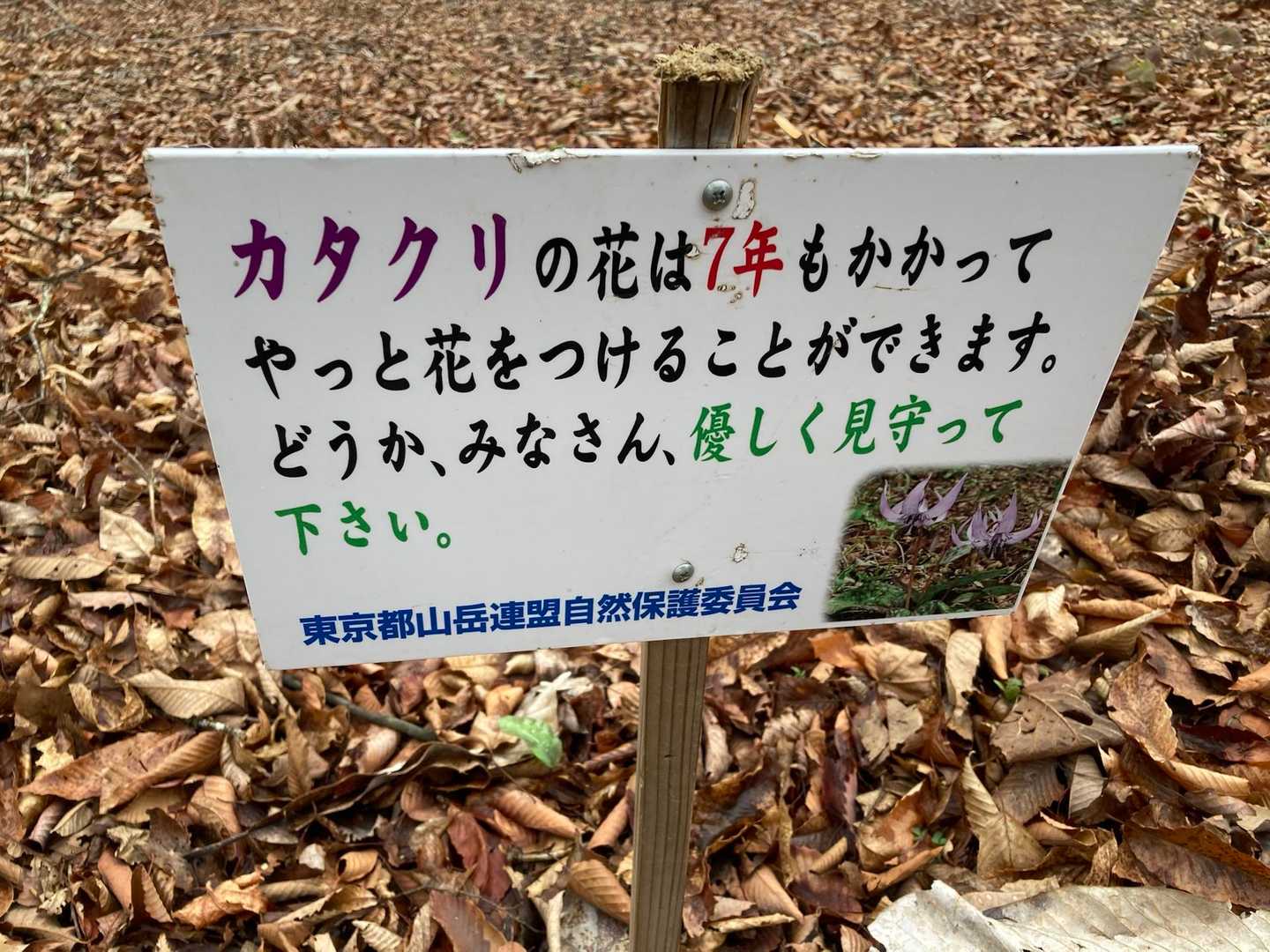 水窪山-小河内峠-惣岳山-御前山 往復コースの写真