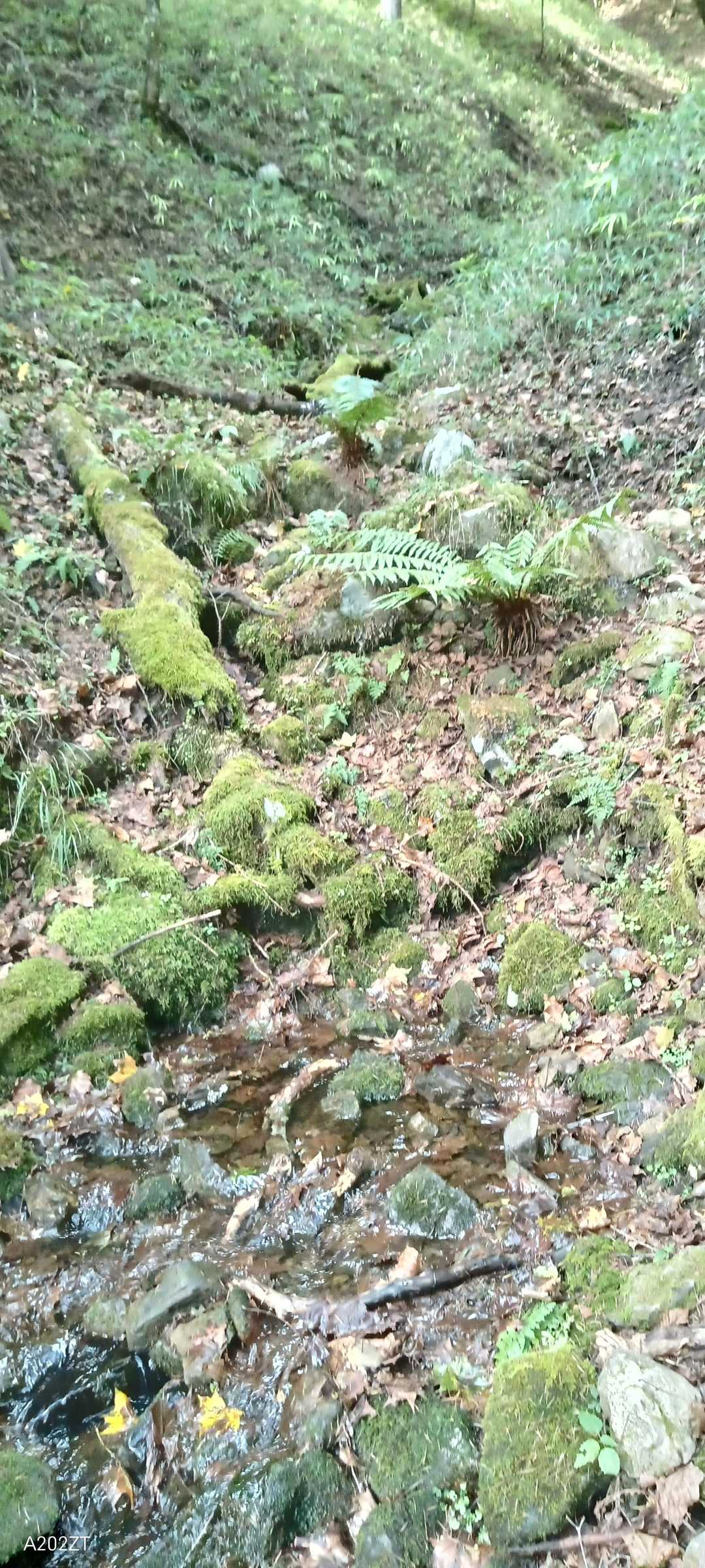 水場？
岩から水が湧き出て川になっていましたが、ここから水を汲む勇気はなかったです(^^)