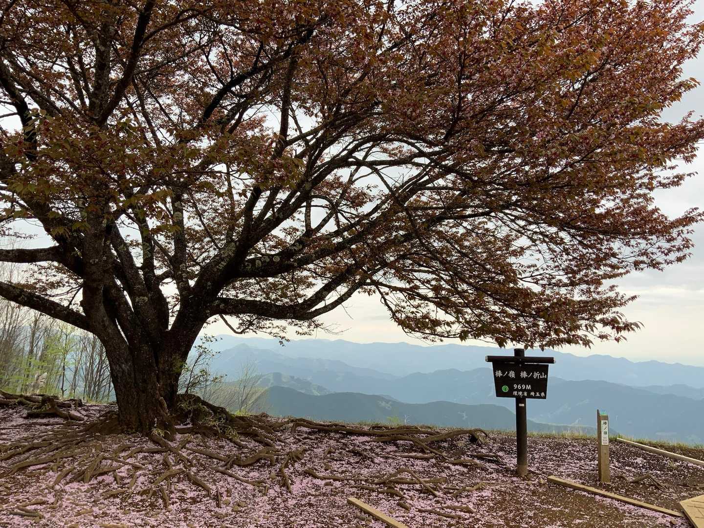 登り切って桜満開だったらすごいだろうな〜！
頂上は広くて眺望も良し！
良いお山でした！