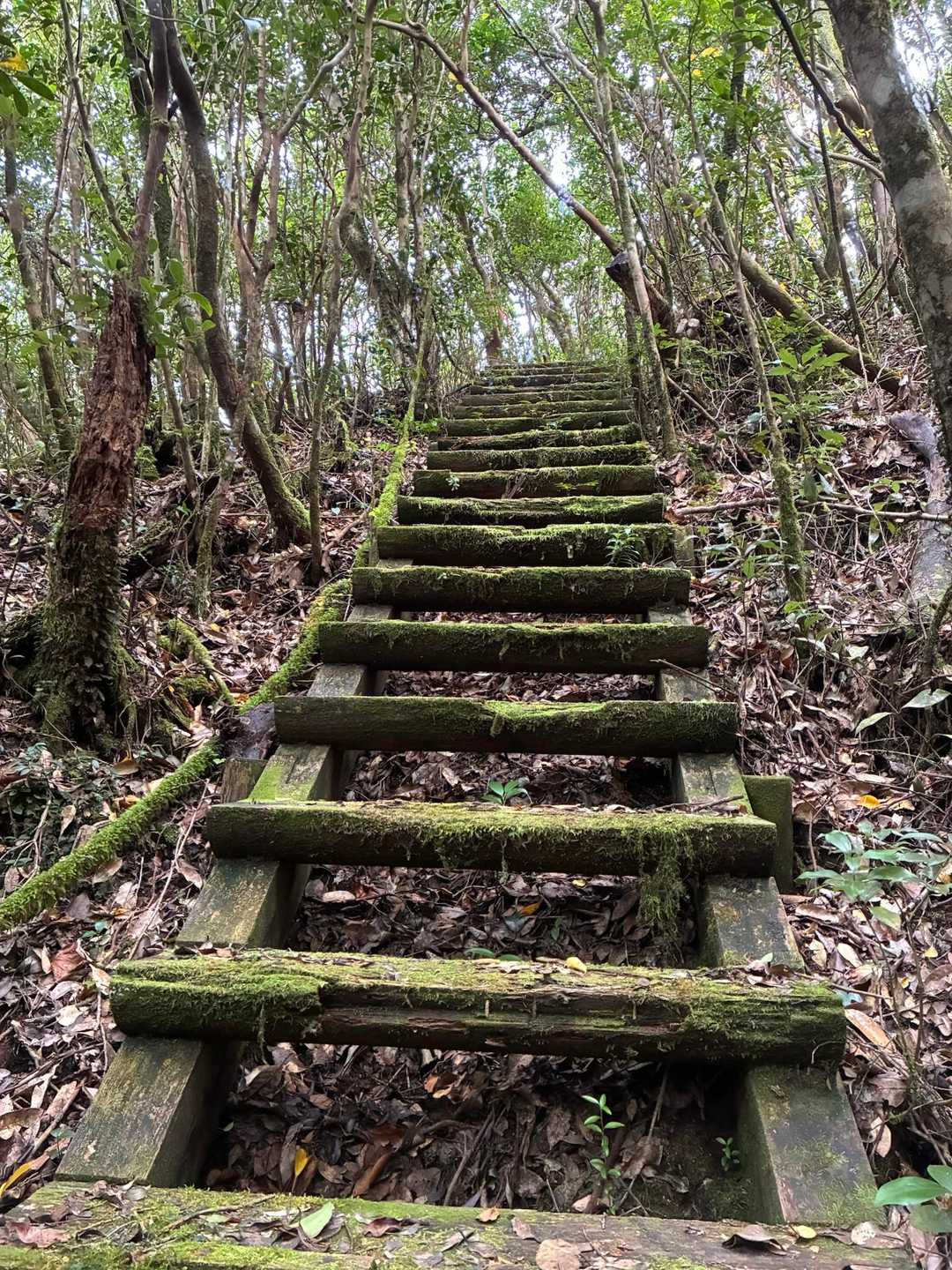 こんな苔むした木段がいくつもあります