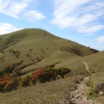 ＹＡＭＡたまのすけ