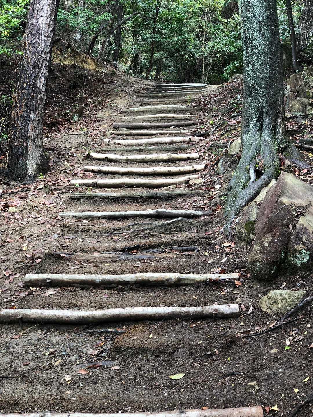 鳥越峠-阿武山 往復コースの写真