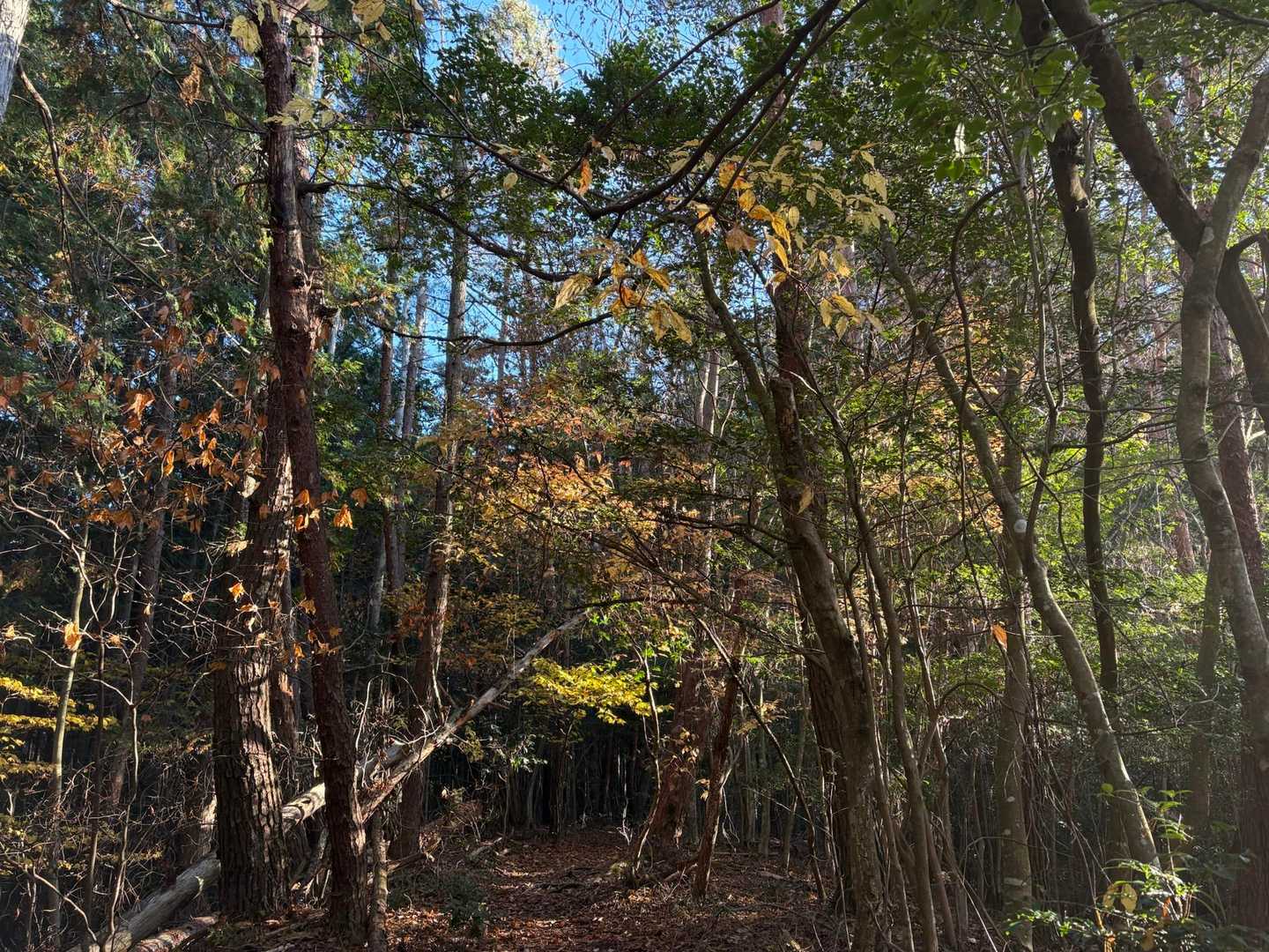 納古山 周回コースの写真