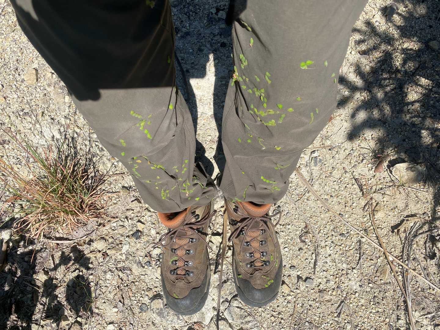 ふと足元を見ると大量のひっつきもっつきが！！
これなかなか取れないですね！！
これを取るのに山頂で10分くら格闘しましたが途中でめんどくさくなり下山することに^^;