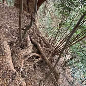 急斜面にしっかり根を張っています