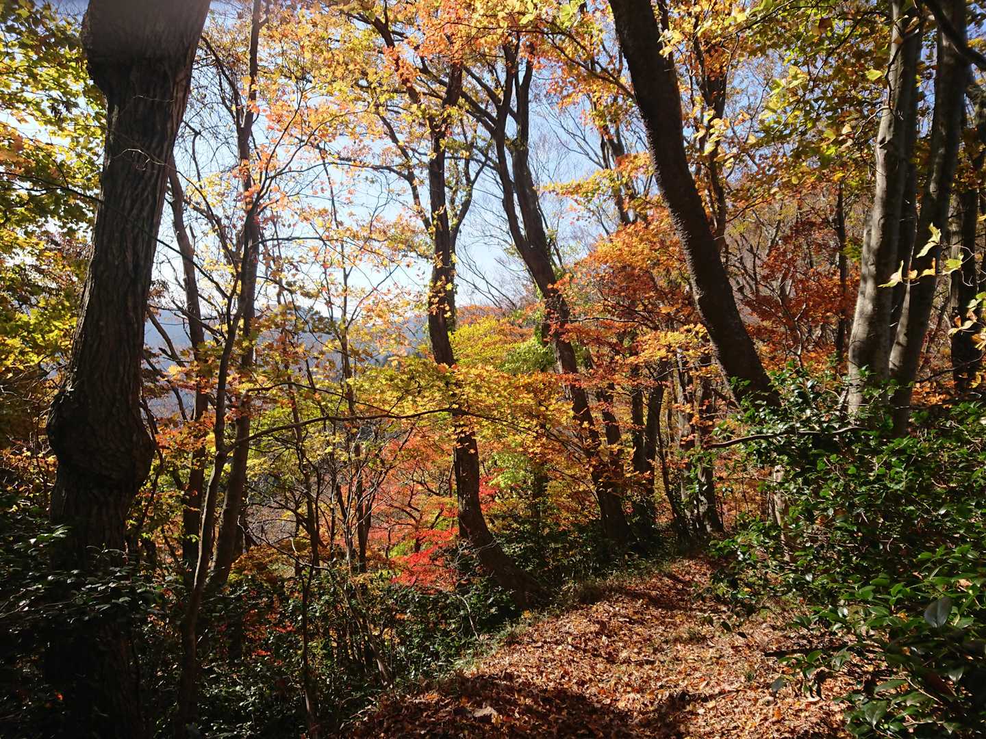 小川コース登山口-越知神社-越知山 往復コースの写真