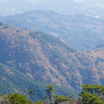 上の方はすべて葉が落ちていたけど、下の方には紅葉が見える