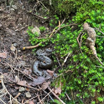 でかめの💩。クマ？